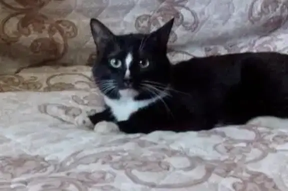 Найден черный кот/кошка (Новая сортировка, Екатеринбург)