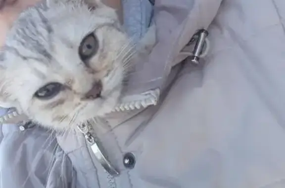 Найдена кошка-котенок в Парковском районе, Орехово-Зуево.
