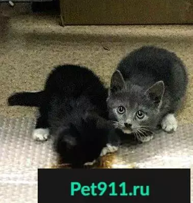 Найдена кошка с котятами в СПб