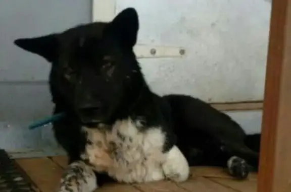 Собаки потеряшки, Иваново, фото: Потеряшка собака в Иваново!