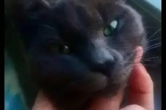 Найден домашний кот в Васильково, ищем хозяев