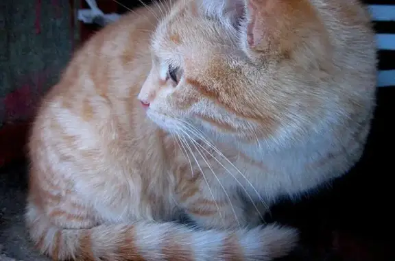 Найден кот-подросток в Коломне
