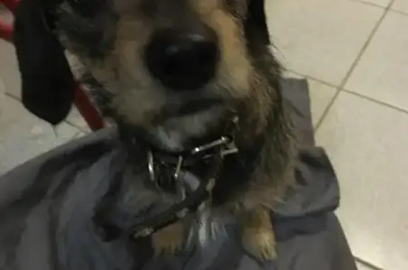 Найдена собака на улице Лесная, Красногорск
