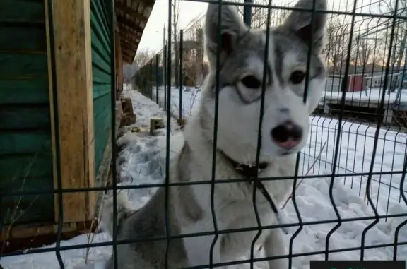 Найдена собака в Барнауле, район ВРЗ, парк Изумрудный