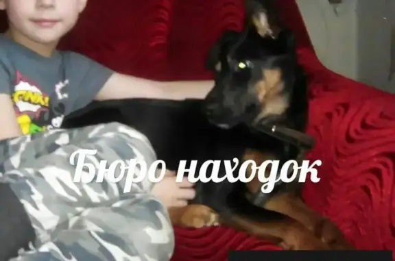 Пропала собака Нора в Архангельске