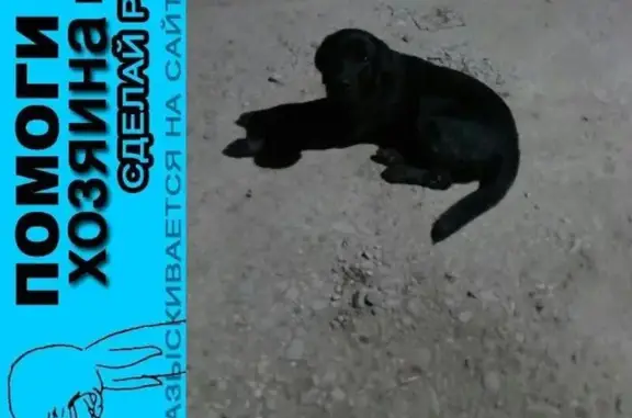 Пропала кошка Черный Лабрадор в Симферополе