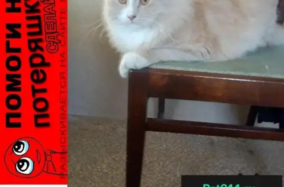 Кошки потеряшки, Торики, фото: Потеряшка кот в районе Горелово-Новогорелово.