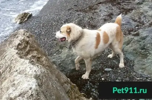 Пропала собака породы алабай в Севастополе