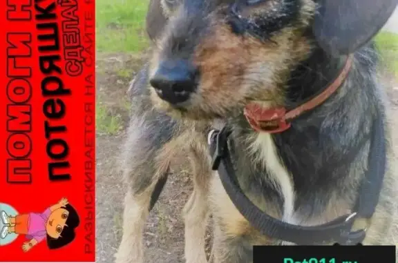 Пропала собака на Лесной улице, Красногорск