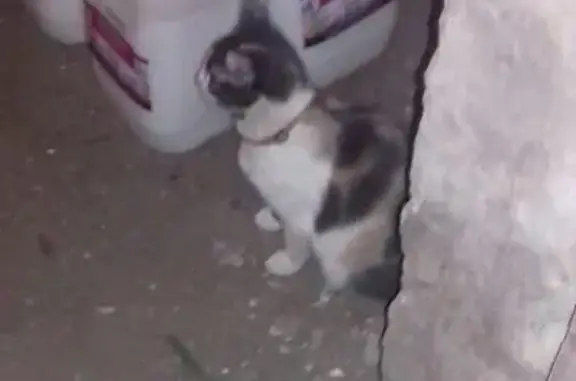 Найдена потеряшка кошка в Ульяновске, контактный телефон