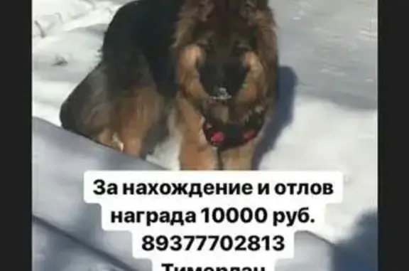 Пропала пушистая собака в Щербаково, Казань