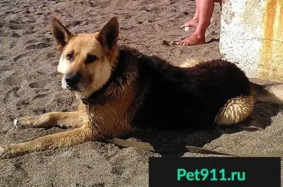 Пропала собака в Солнечногорске, ищу мальчика восточно-европейской овчарки!