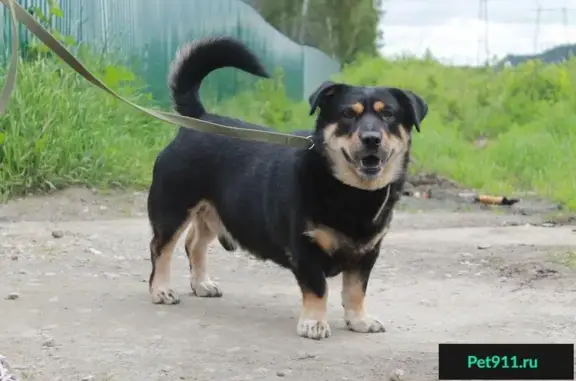 Найдена собака Сазон в Екатеринбурге