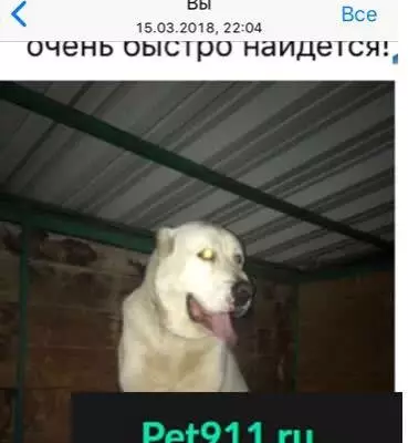 Пропала собака в Подольске: алабай по кличке Амур (#37926)