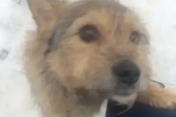 Собака найдена на ледовой переправе в Зеленодольске.