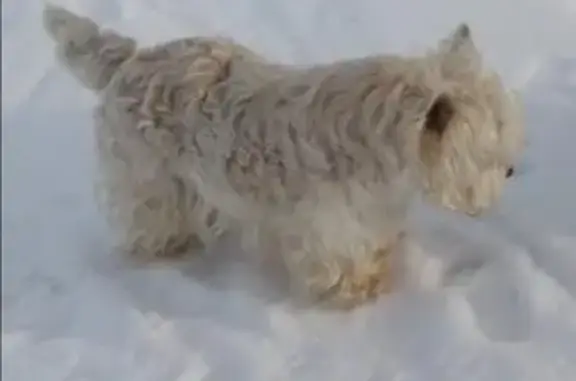 Пропала собака в селе Сырское, Липецкая область