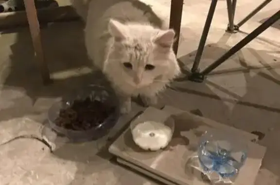 Найден белый котик с ошейником в Воронеже, район Челюскинцев, 136.