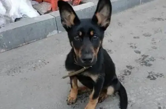 Найден щенок в Владивостоке, ищем хозяев!