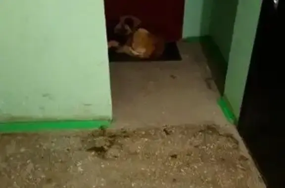 Найдена рыжая собака (Юго-Западный, Екатеринбург)