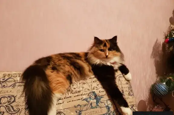 Пропала кошка в Егорьевске: Соня, 40 д.2 микрорайон