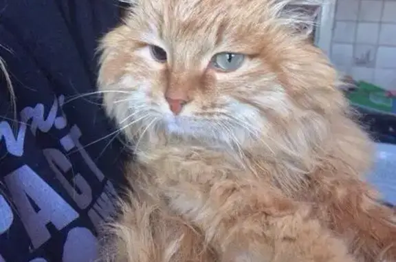 Найдена рыжая кошка на Тургенева, Орехово-Зуево