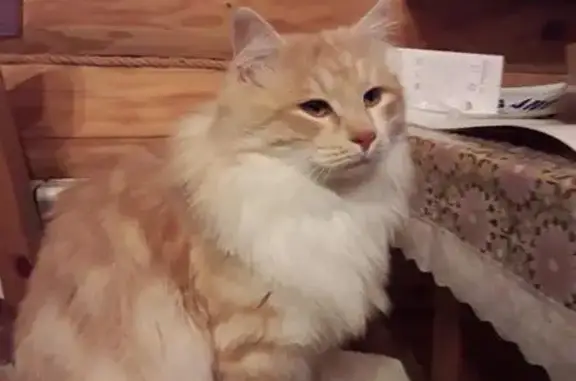 Кошки потеряшки, Таврово, фото: Потеряшка кошка в селе Таврово-10, Белгородская область