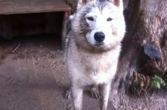 Пропала собака Чегевара в станице Азовская, Краснодарский край