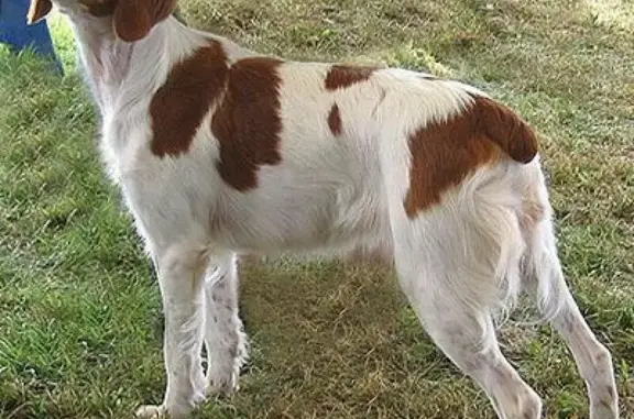 Пропала собака в Соколово-Кундрюченском, Ростовская область