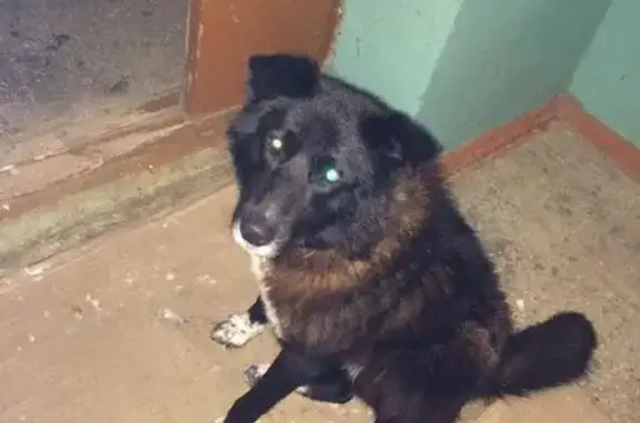 Найдена собака в Сыктывкаре на Морозова 166
