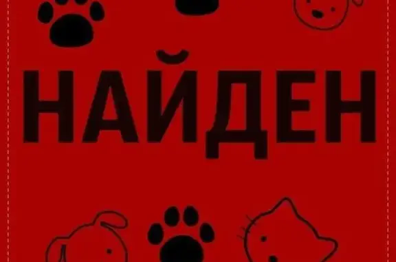 Найден умный пес на Манской петле в Красноярске