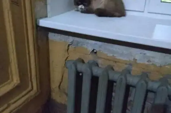 Найдены 2 кота в Санкт-Петербурге