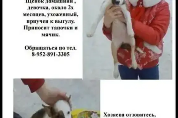 Найден щенок в Томске: ласковый домашний питомец.