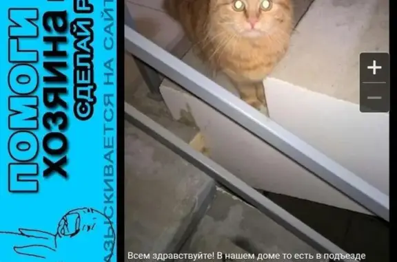 Пропала кошка Кошечка в Ставрополе