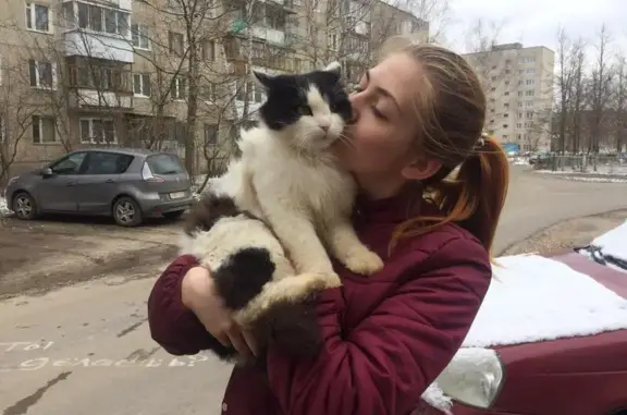 Пропала кошка на улице Комбрига Патоличева, 5.