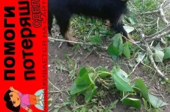 Пропала собака Пуфа в районе Депо, Лобня