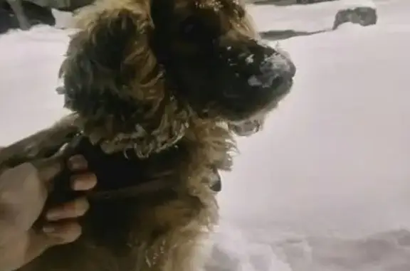 Найдена собака в районе Селезни, Тамбов.
