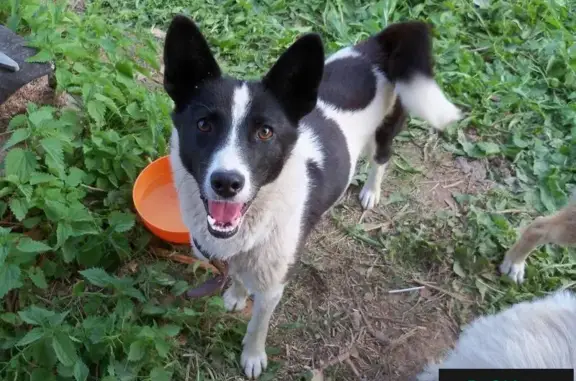 Пропала собака Веста в Новоандреево-Мелегежской Горке!