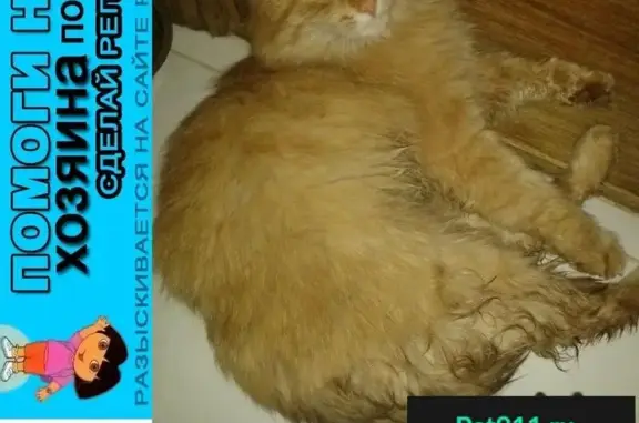Пропала кошка, найден рыжий кот в Одинцово.