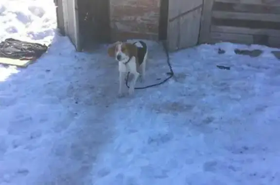 Найдена собака в Барнауле с ошейником
