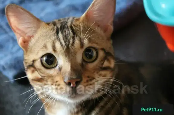 Найден бенгальский кот в Ленинском районе