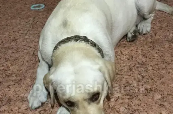 Пропала собака Веста на улице Камчатской, Дзержинский район, Новосибирск