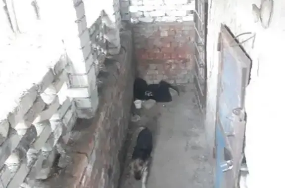 Найдена собака в Чите, ночует в подвале