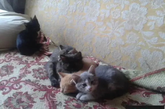 Найдена кошка с котятами в Ангарске, ищут дом.