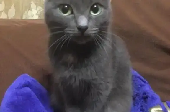 Найдена кошка в Тобольске, нужна передержка