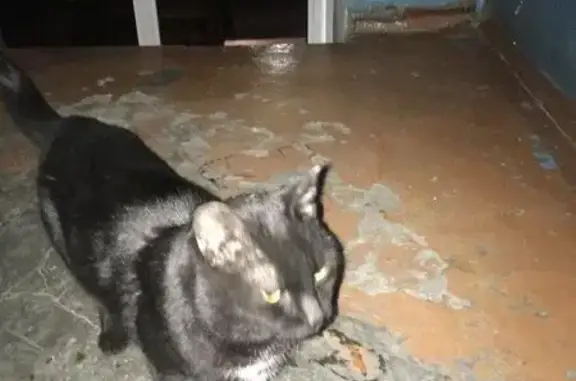 Найдена кошка на ул. Профинтерна 3* в Барнауле