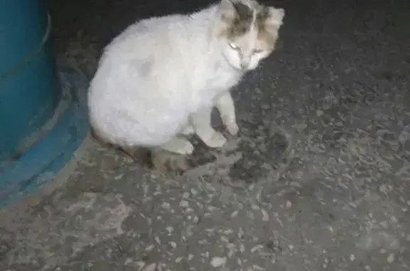Найдена беременная кошка в Казани