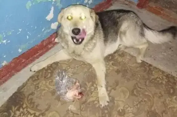Найдена собака на ул. Камозина в Брянске
