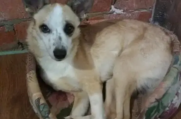 Собаки потеряшки, Краснодар, фото: Потеряшка собака в ст. Елизаветинская, Краснодар: Кнопа, рыже-белая дворняга, возраст 1 год.