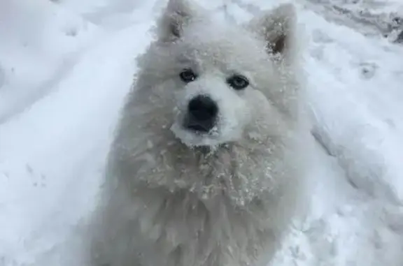 Пропала собака Кита на Пушкинской, Новосибирск.
