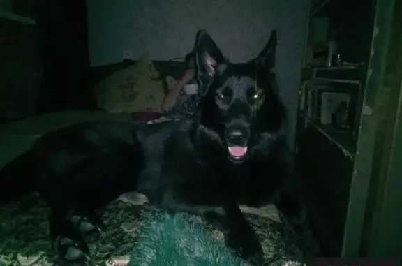 Пропала собака на Первопроходцев 7 в Норильске